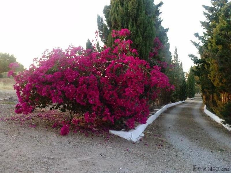 Finca Farra 2, El Beal - 2