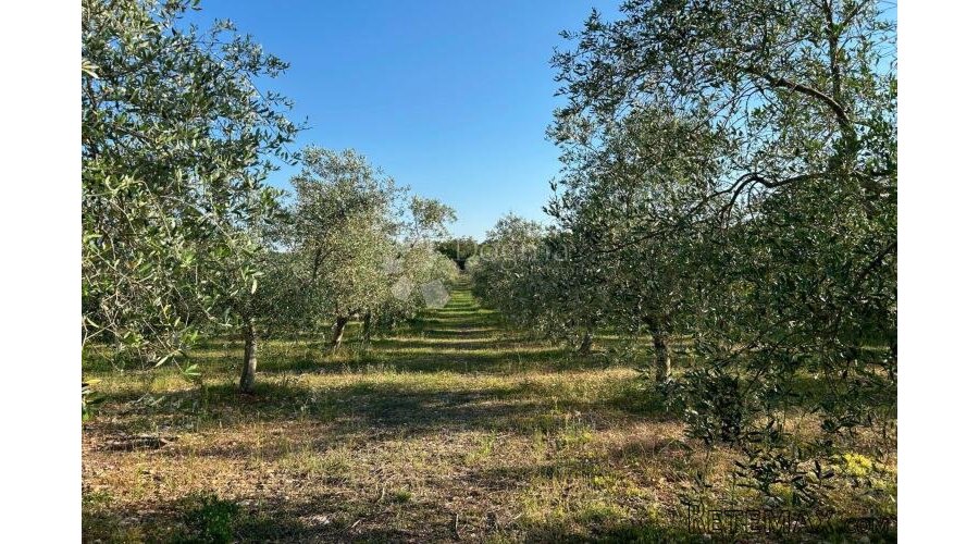 ROVINJ – perfektan maslinik 5 km od Rovinja
