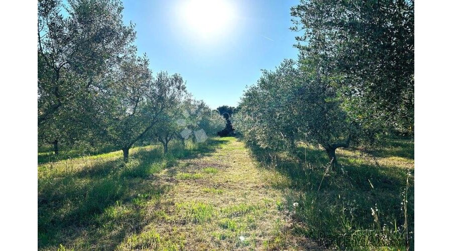 ROVINJ – rjetkost, odličan maslinik 300 m od mora