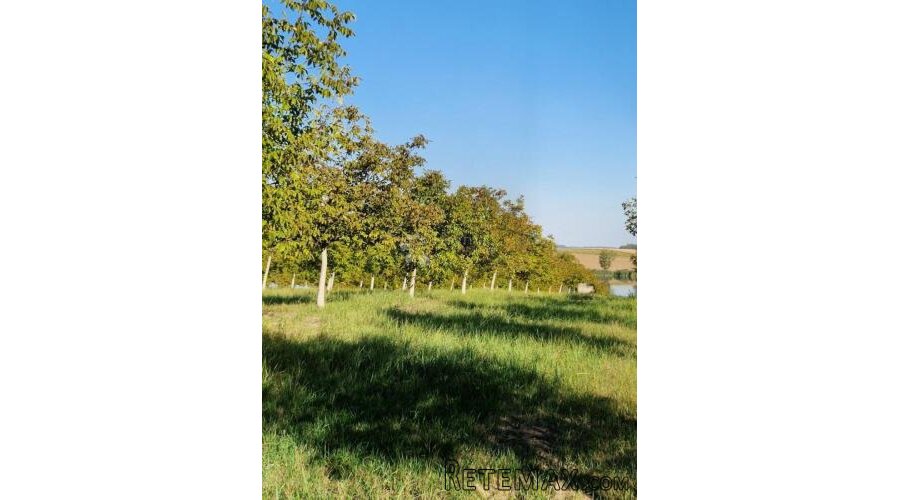 Investicija u Đakovu – 420 oraha, OPG, oranica i turističke - 2