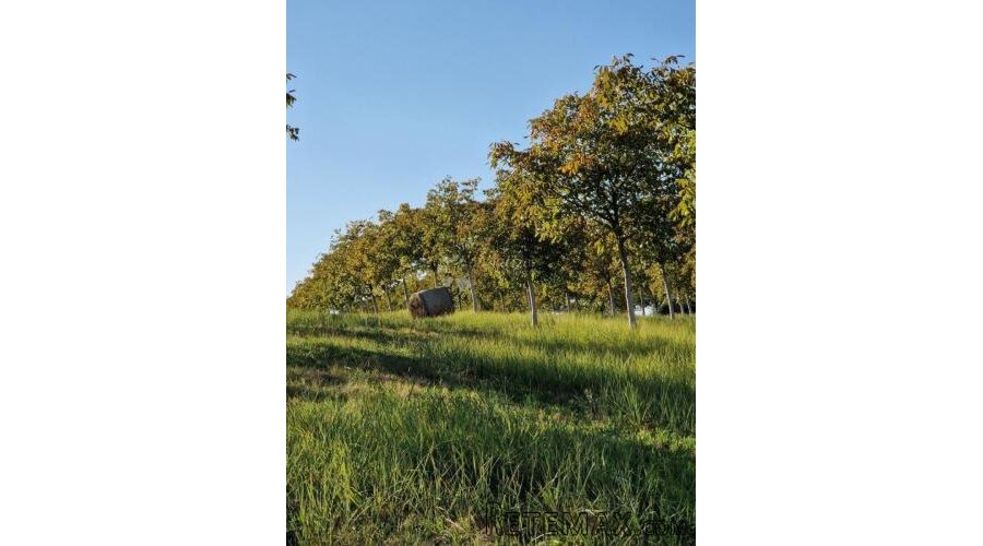 Investicija u Đakovu – 420 oraha, OPG, oranica i turističke - 3