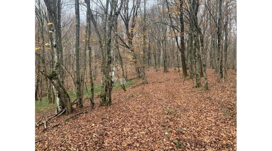 4ha grabove šume u komadu - 2