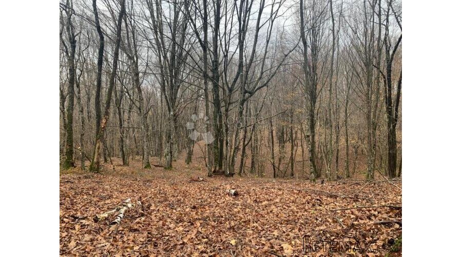 4ha grabove šume u komadu - 3