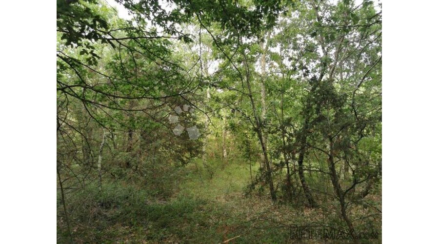 Poljoprivredno zemljište (šuma) - 3