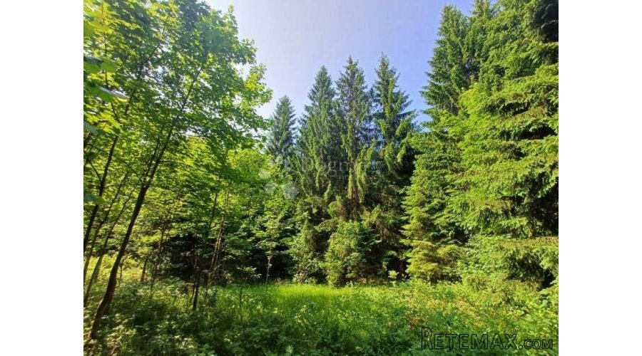 PRILIKA! Gradjevinsko zemljište s crnogoričnom šumom i pogle