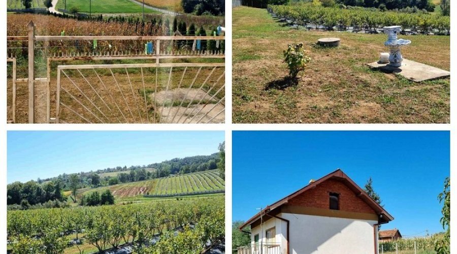 Kuca sa plantazom u blizini Smederevske Palanke - 5
