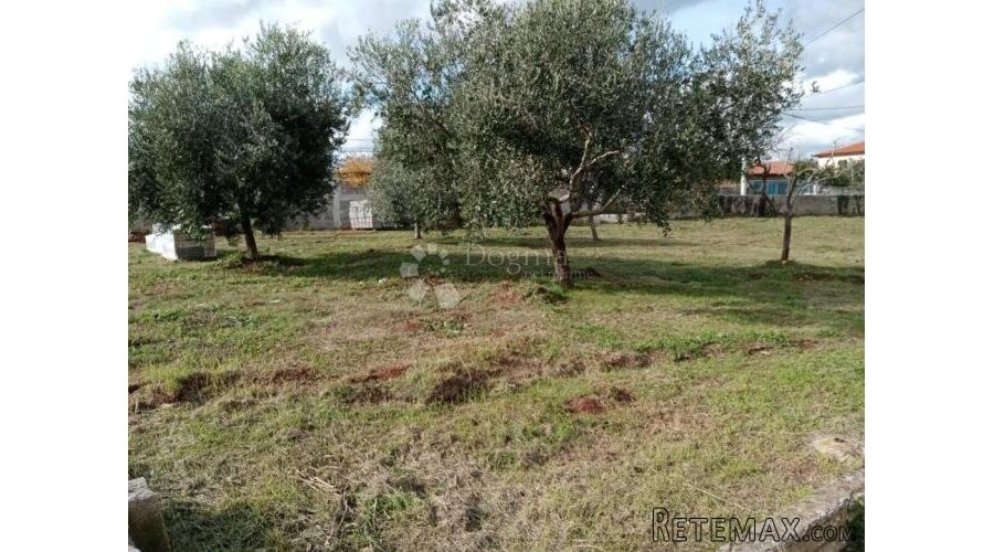 Prostrano građevinsko zemljište s maslinama - 3