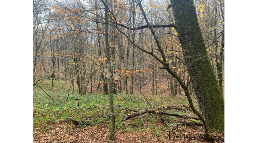 4ha grabove šume u komadu