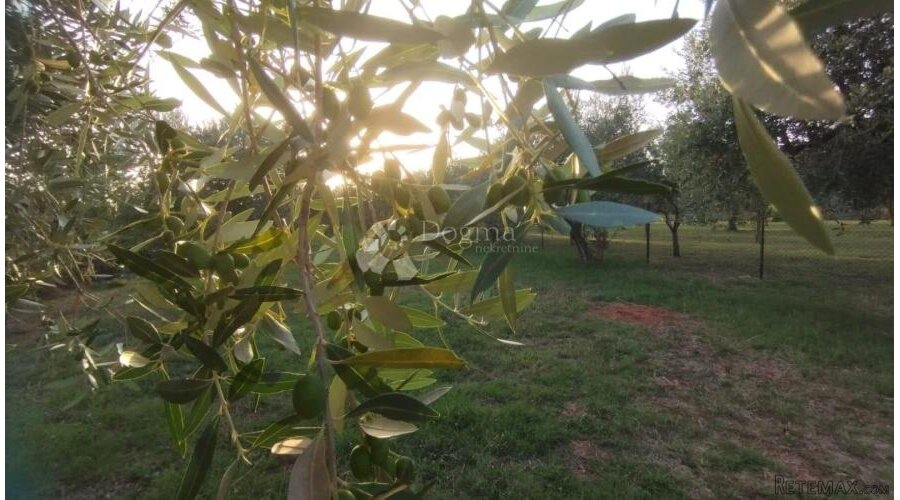 Oaza Smokava i Maslina: Zemljište Fažana - 2
