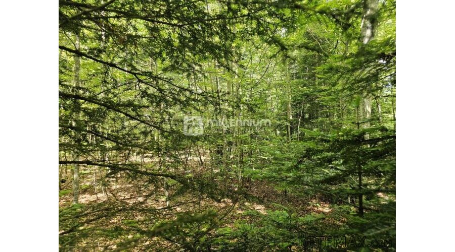 G. Kotar, Bosiljevo, 100.581m2 negrađevinskog zemljišta