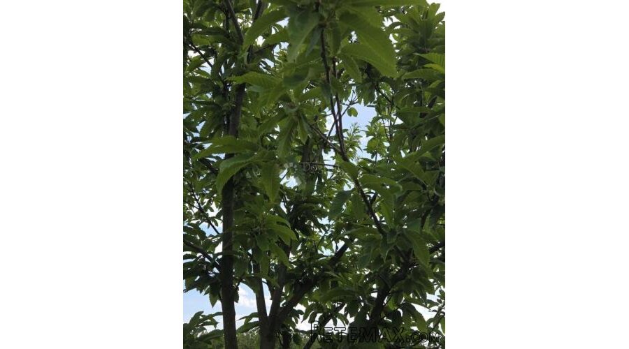 Održavan voćnjak s bunarom – 6.494 m² - 2