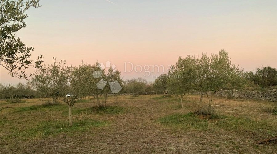 BALE – maslinik i šuma 3 km od mora