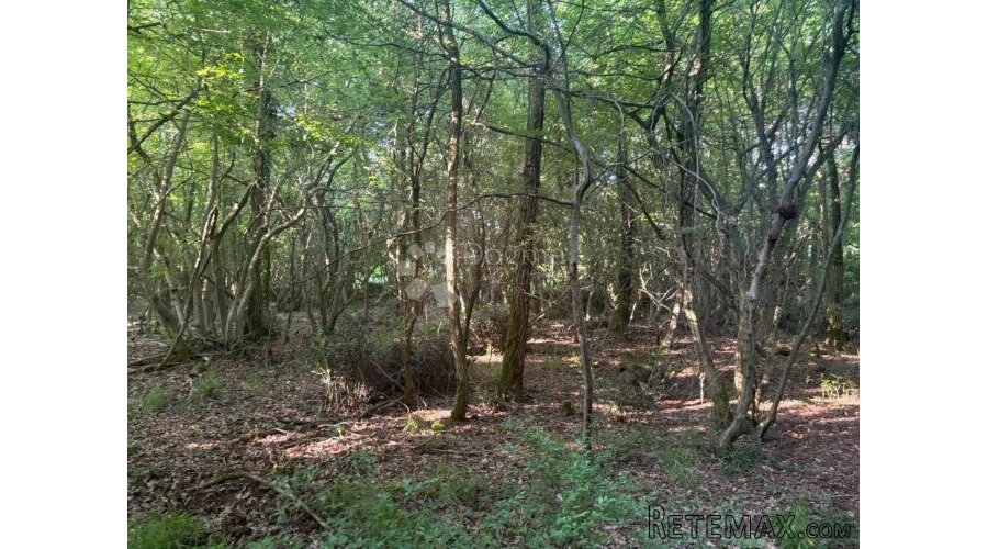 Poljoprivredno zemljište Baderna 11866 m²