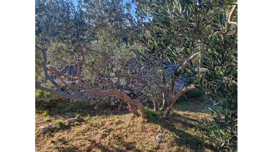 ZABLAĆE - ŠIBENIK - MASLINIK