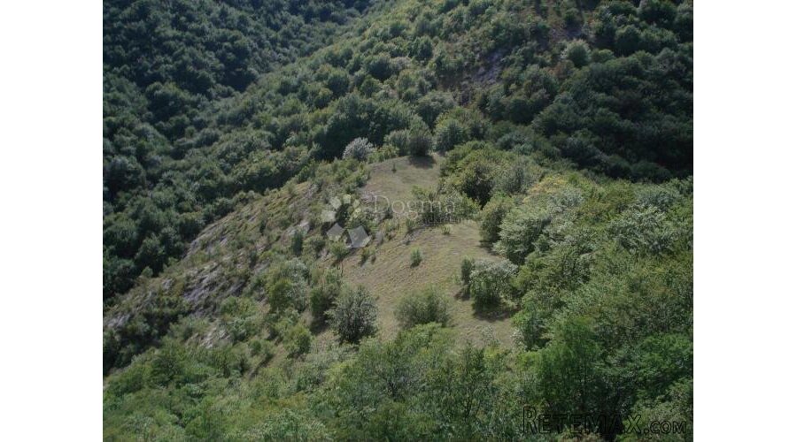 šuma