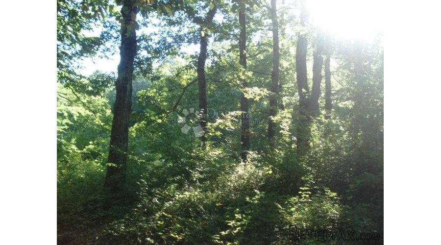 3 hektara kvalitetne šume – Tomingaj, Općina Gračac