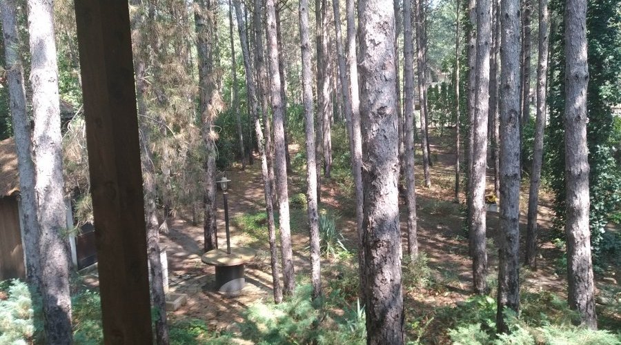 Kuća za odmor u srpskom stilu u borovoj šumi, 200m od Dunava - 2