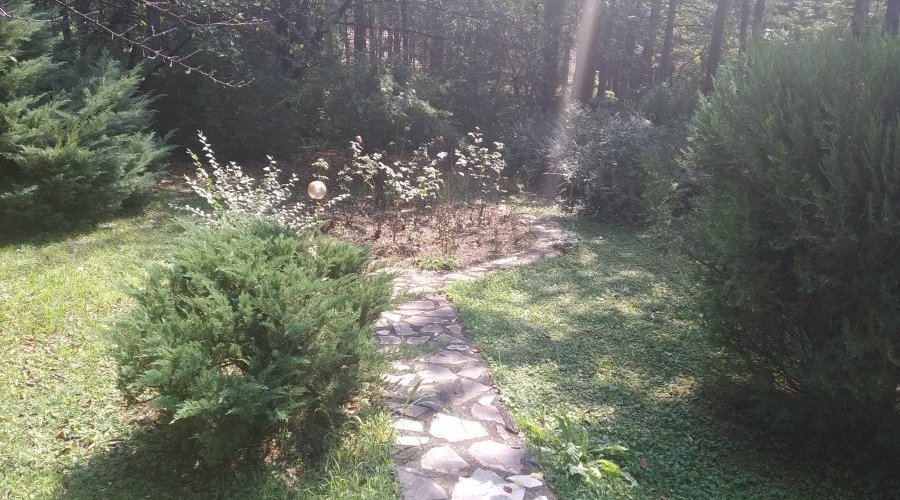 Kuća za odmor u srpskom stilu u borovoj šumi, 200m od Dunava - 3