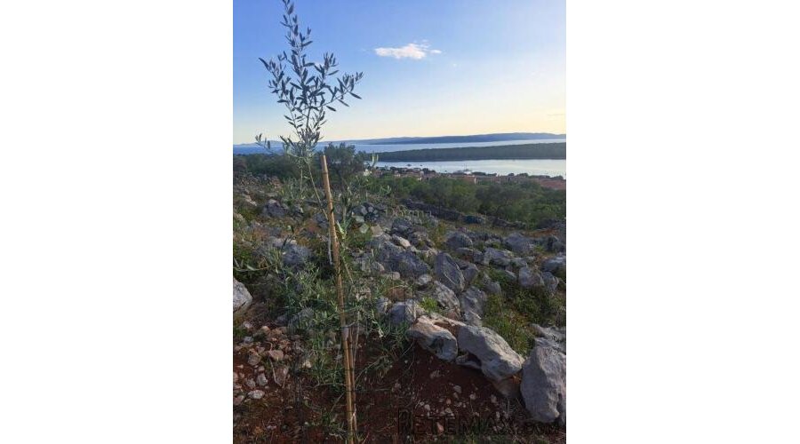 Maslinik s pogledom na more – Punat, otok Krk - 2