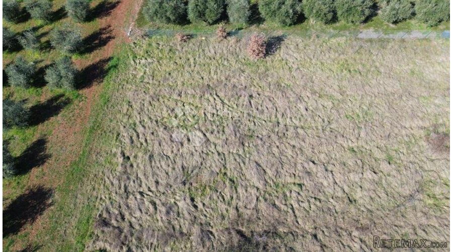 Atraktivno građevinsko zemljište u Kašteliru – 1.200 m² - 2