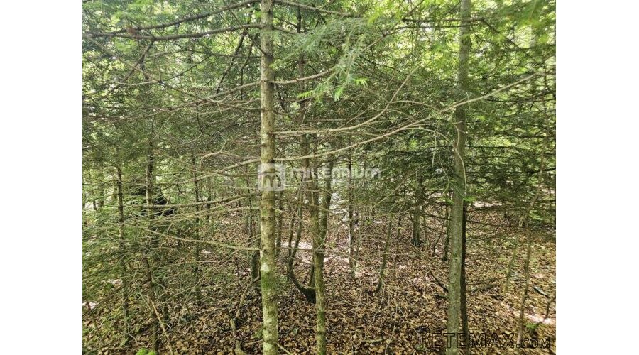 G. Kotar, Bosiljevo, 100.581m2 negrađevinskog zemljišta - 2