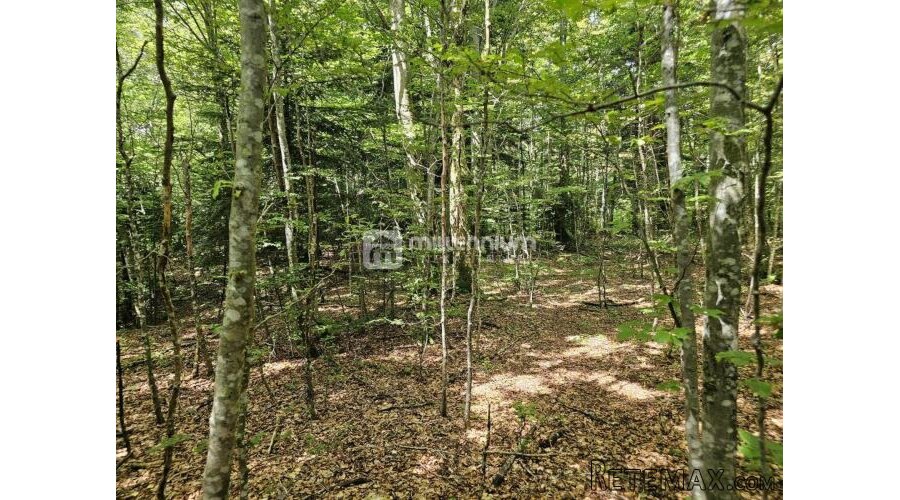 G. Kotar, Bosiljevo, 100.581m2 negrađevinskog zemljišta - 3