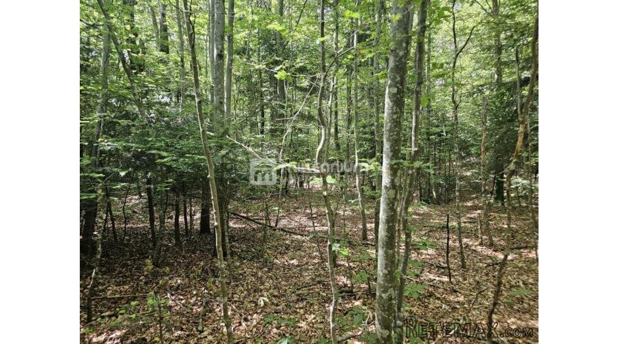 G. Kotar, Bosiljevo, 100.581m2 negrađevinskog zemljišta - 4