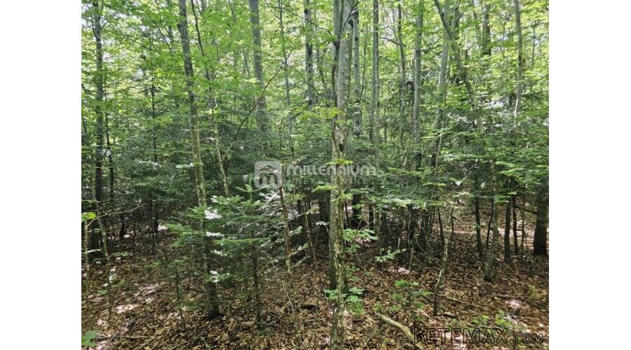 G. Kotar, Bosiljevo, 100.581m2 negrađevinskog zemljišta - 5