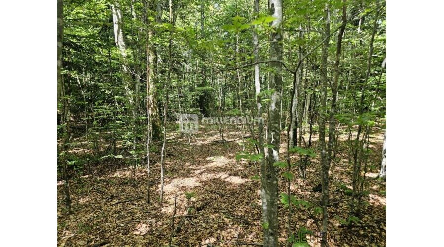 G. Kotar, Bosiljevo, 100.581m2 negrađevinskog zemljišta - 6
