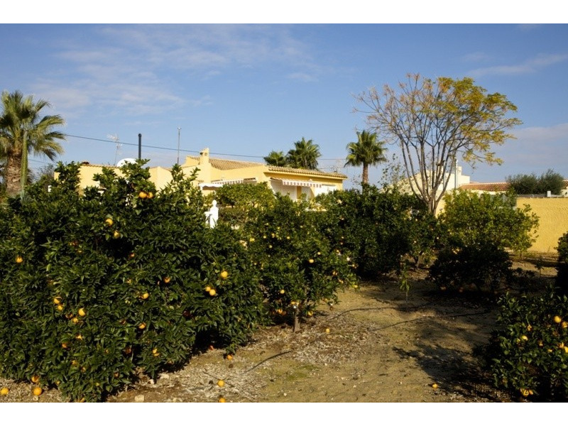 RS93, Finca in Los Montesinos - 2