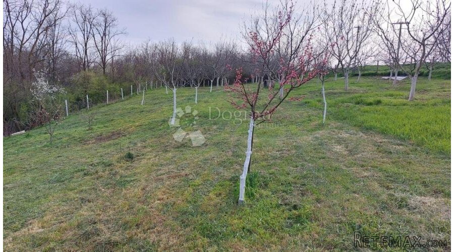 Ograđen voćnjak s nasadom oraha i lješnjaka! - 2