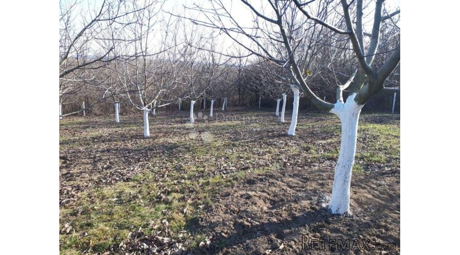 Ograđen voćnjak s nasadom oraha i lješnjaka! - 3