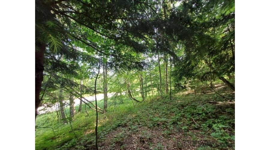 PRILIKA! Gradjevinsko zemljište s crnogoričnom šumom i pogle - 3