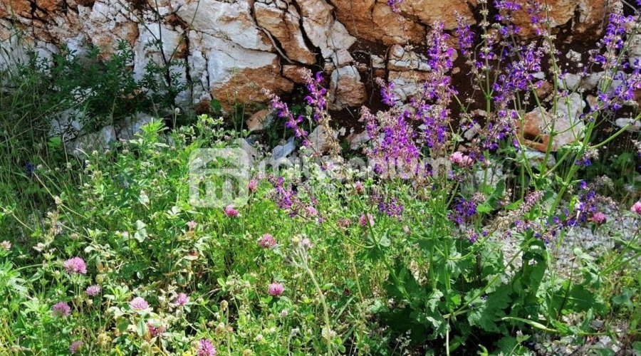 Istra, Rabac, Mali Kosi, poljoprivredno zemljište od 6.735m2 - 5