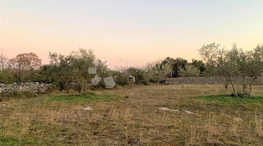 BALE – maslinik i šuma 3 km od mora - 2