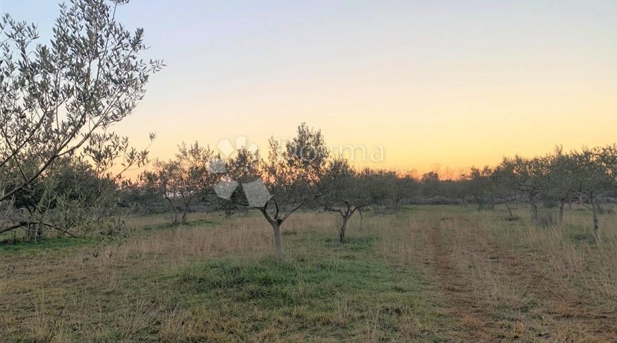 BALE – maslinik i šuma 3 km od mora - 3