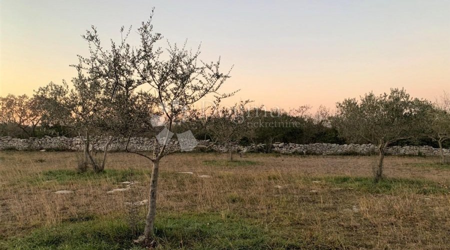 BALE – maslinik i šuma 3 km od mora - 5