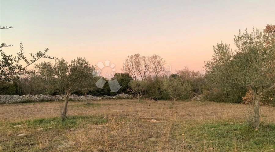 BALE – maslinik i šuma 3 km od mora - 6