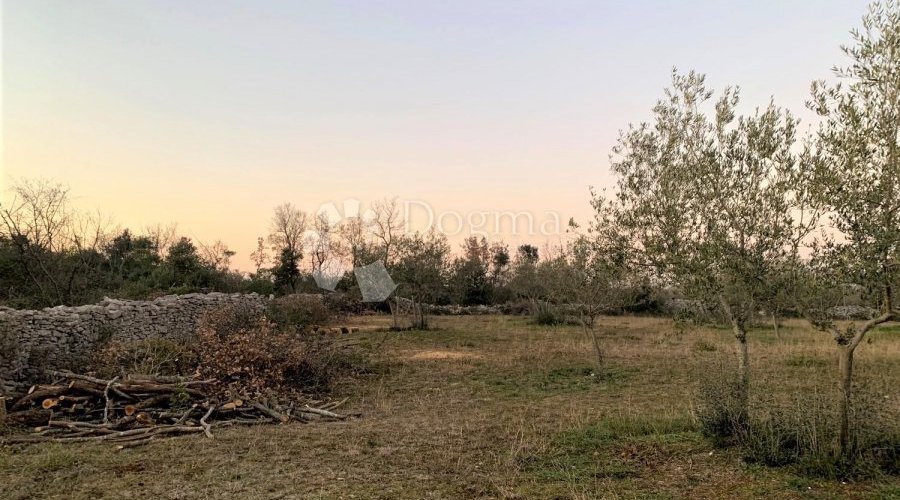 BALE – maslinik i šuma 3 km od mora - 9