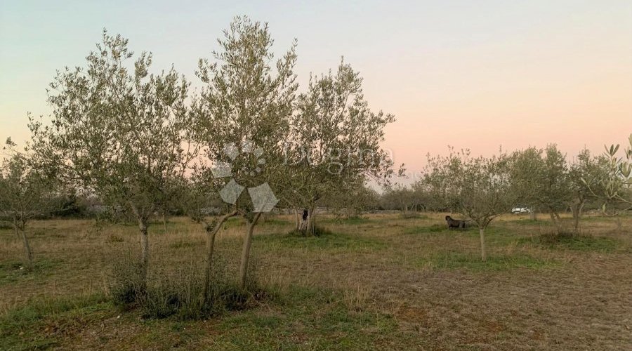 BALE – maslinik i šuma 3 km od mora - 10