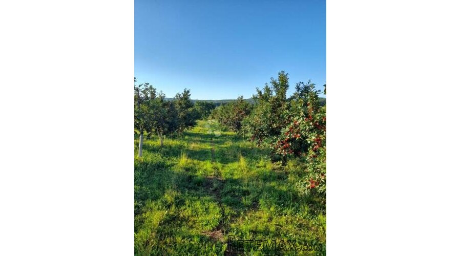 KUTJEVO - PREKRASAN VOČNJAK SAMO U NAŠOJ PONUDI