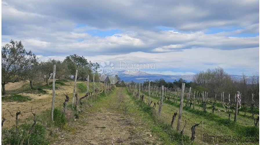 VINOGRAD U OLOICI PAZINA - POGLED NA UČKU I MORE