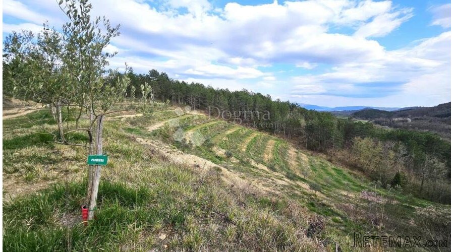 MASLINIK U OKOLICI PAZINA - S POGLEDOM NA MORE