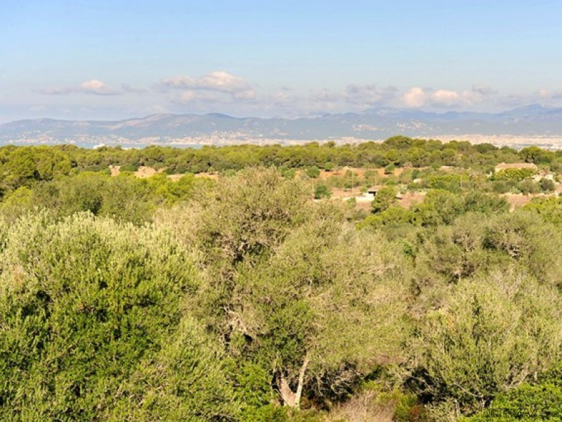 Historical Finca To Restore In Idylic..