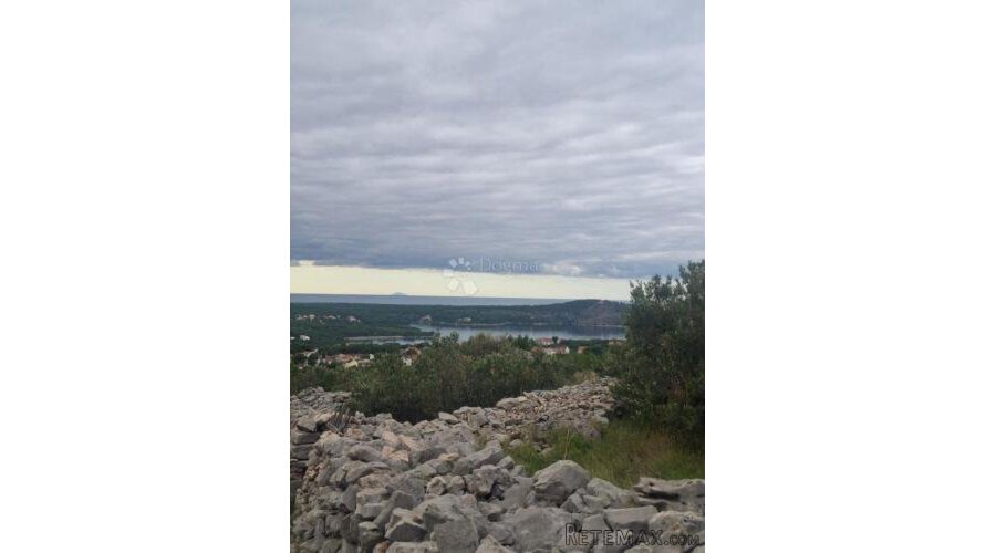 MASLINIK S POGLEDOM NA MORE MILNA BRAČ