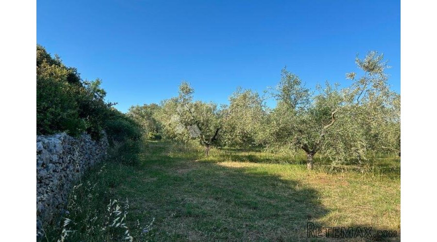 ROVINJ – rjetkost, odličan maslinik 300 m od mora - 2