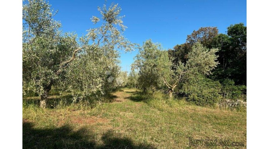 ROVINJ – rjetkost, odličan maslinik 300 m od mora - 3