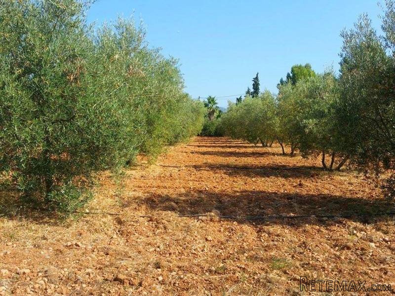 1 Bedroom - Finca - Islas Baleares -.. - 2