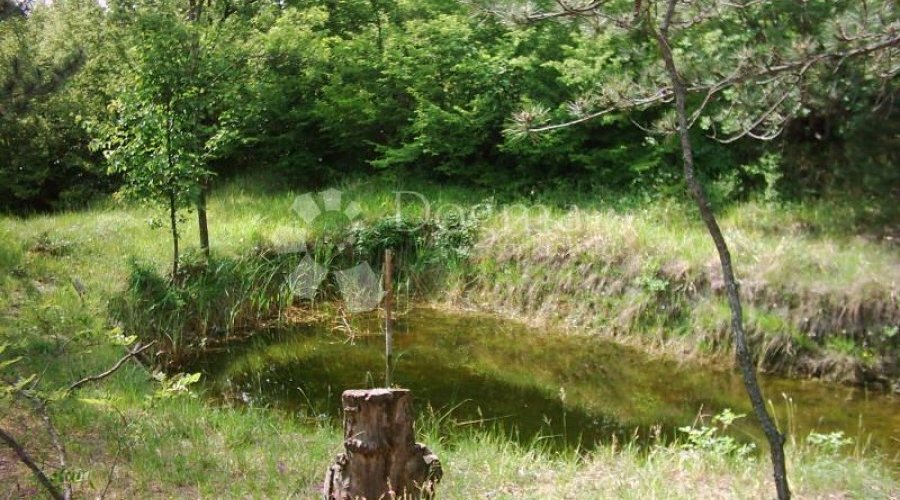 ISTRA, IMPOZANTNO IMANJE - 8