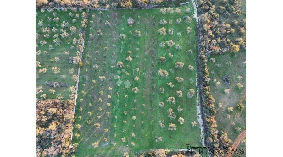 Poljoprivredno zemljište s maslinikom u Fažani, 800 m od mor - 2